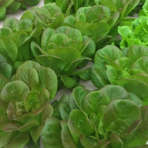 Aquaponics Camp (NEW!) - 7/13-7/17 - Afternoon - Grades 3+